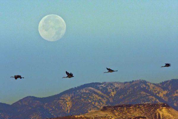 New Mexico Sandhill cranes fly by full moon